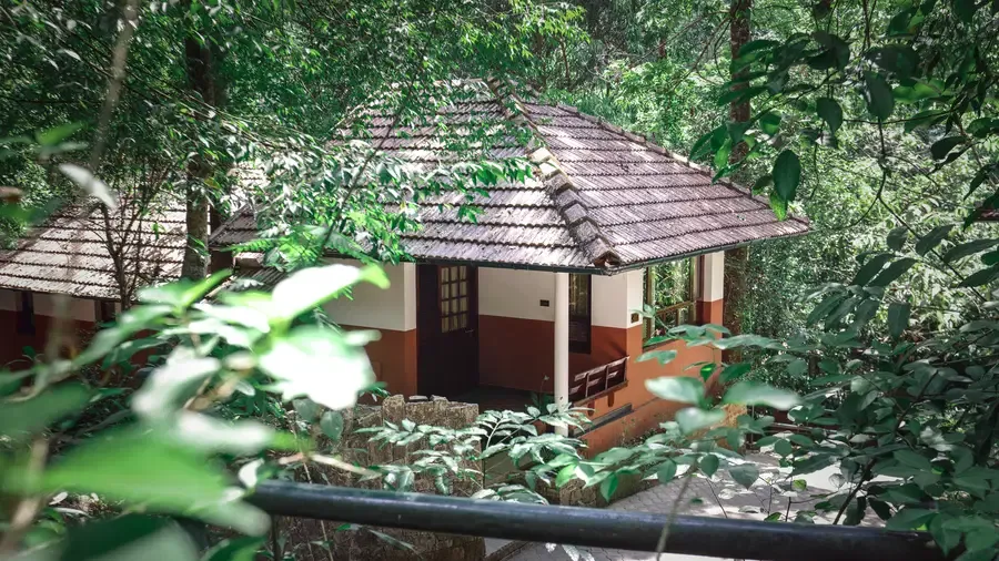 A Bird's Eye View of Paradise: The Treehouse Experience — photo 11