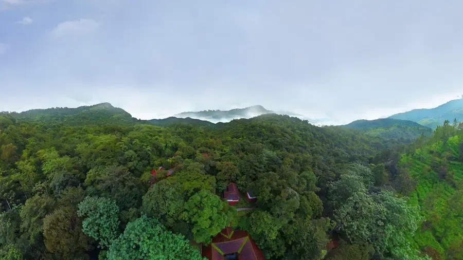 A Bird's Eye View of Paradise: The Treehouse Experience — photo 25