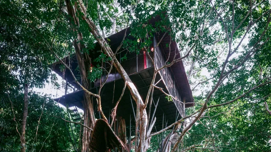 A Bird's Eye View of Paradise: The Treehouse Experience — photo 30
