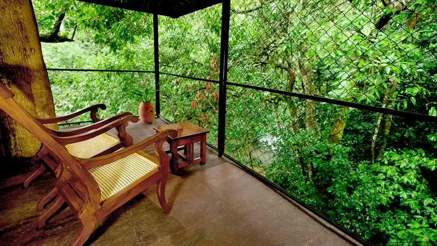 A Bird's Eye View of Paradise: The Treehouse Experience — photo 35